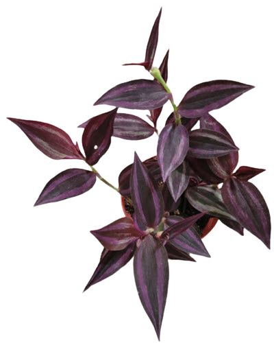 Wandering Jew Burgundy